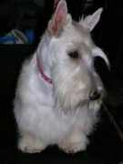 Lilrose