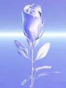 Lilrose