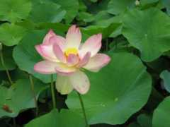 Lilys