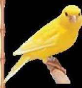 Limonchik