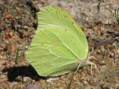 fotonatura.org Limonera