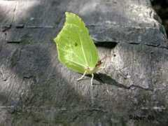 fotonatura.org Limonera