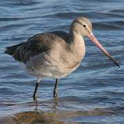 biodiversityexplorer.org Limosa