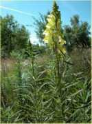 biologie.uni-rostock.de Linaria