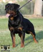 vonderobersten.com Lincey