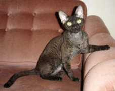 rexringen.nu Linderberg