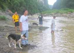 dogbreedinfo.com Lintag