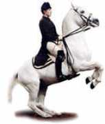 solsticesaddlery.com Lipiz