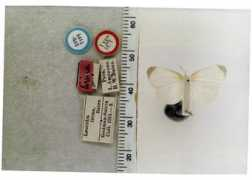 butterfliesofamerica.com Lirina