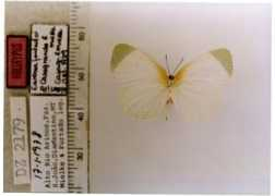 butterfliesofamerica.com Lirina
