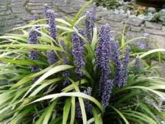 growsonyou.com Liriope