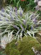 felderrushing.net Liriope