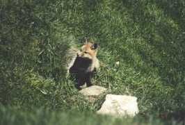 varshavsky.com Lisenok