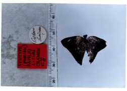 butterfliesofamerica.com Lisias