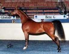 zamiraarabians.com Liviah