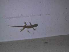 Lizzard