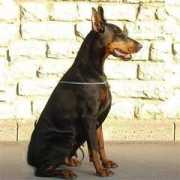 millgret.breeder.ee Ljusja