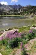 Llac