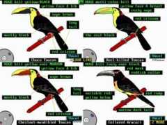 enjoybirds.com Llike