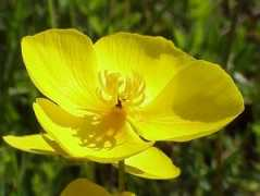 wserver.scc.losrios.edu Lobbi