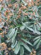 gardenbreizh.org Longani