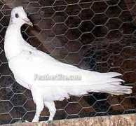 feathersite.com Longface