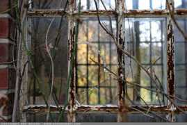 dangrabbit.com Lookingglass