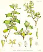 Loranz