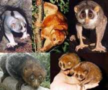 planete.simiesque.free.fr Lorides