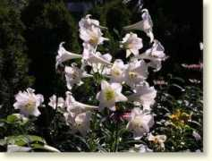 pwk.resteddoginn.ca Lorina