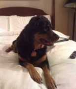 4theloveofdog.org Lossman
