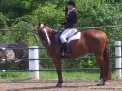 horsegroomingsupplies.com Lsha