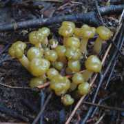 velutipes.com Lubrico