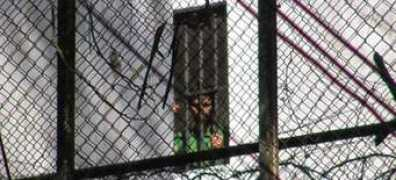 laverdad.com Lucchesse