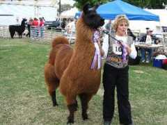 llamasofsocal.org Lucianni