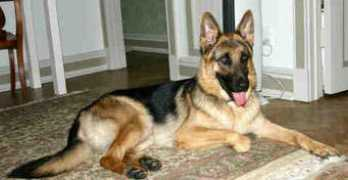 Lucuis