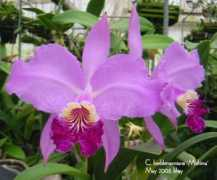 tana0013.fc2web.com Luedde