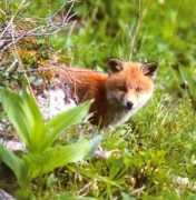 ateliersante.ch Luese