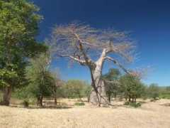 zimbabwe.pise.cz Lukosi