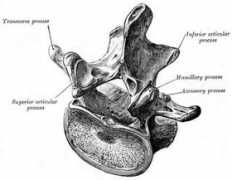 daviddarling.info Lumbar