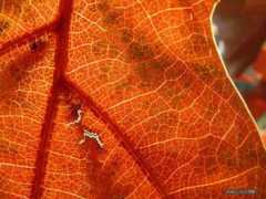 imagewa.com Luminescent