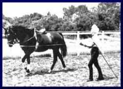 Lunging