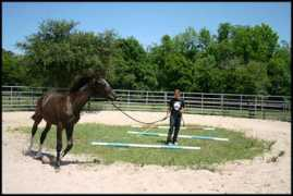 Lunging