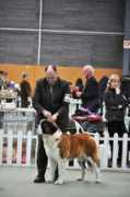 dogzonline.co.nz Lusanne