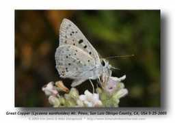 Lycaena