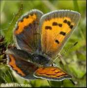 Lycaena