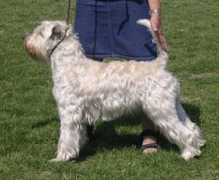 kennelseamrog.se Lycinda