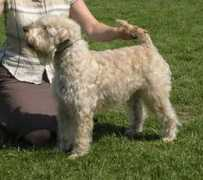 kennelseamrog.se Lycinda