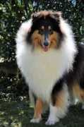 americancollie.ch Mabruck