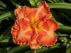 kinnebrewdaylilygarden.com Macartney